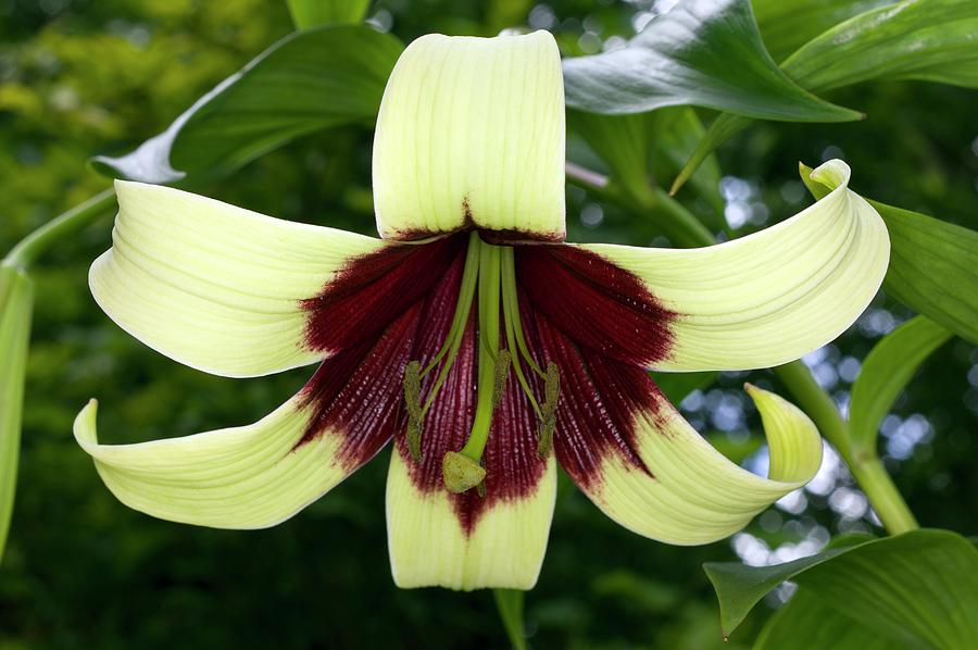 Flower Of Lilium Nepalense Photograph by Science Photo Library Flower Of Lilium Nepalense Photograph by Science Photo Library