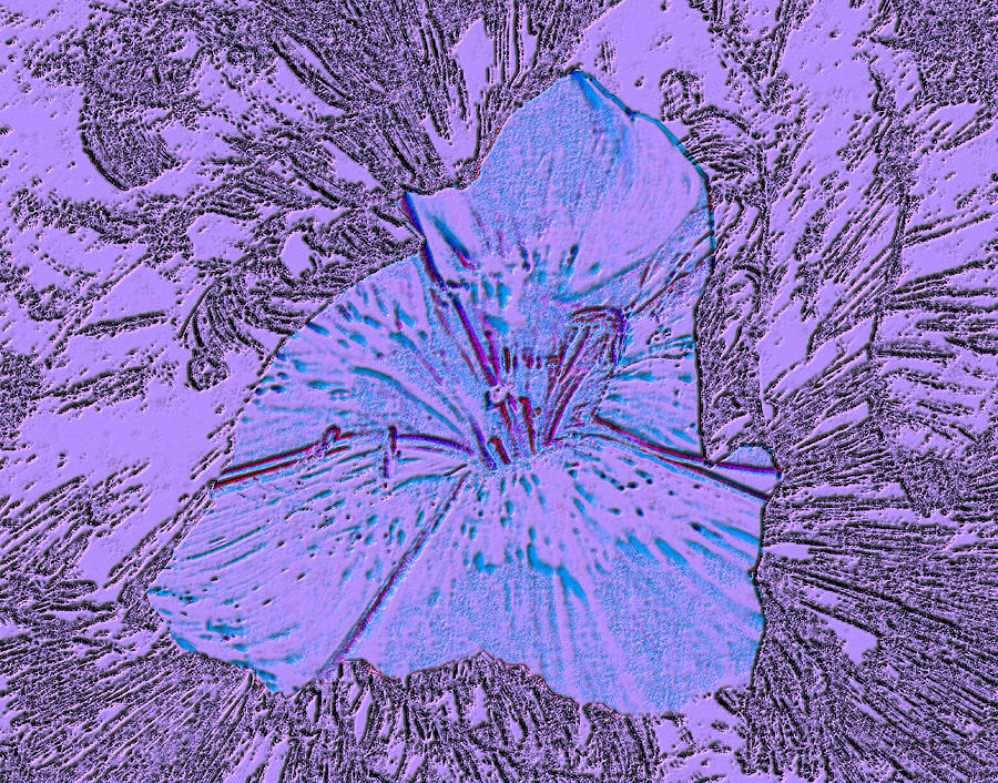 Flower of Purple Digital Art by Sergey Bezhinets