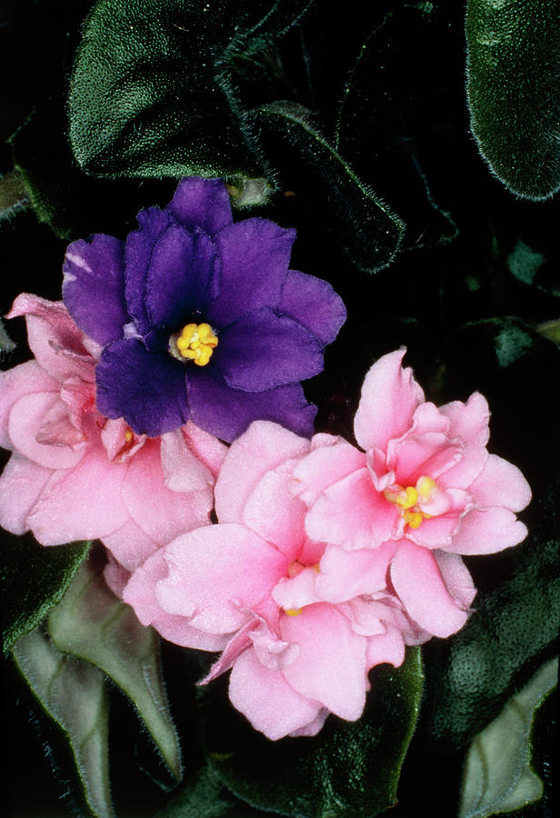 Flower Of Saintpaulia Ionantha - African Violet Photograph by Dr Jeremy Burgess/science Photo Library
