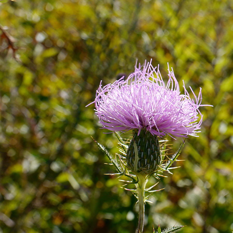 Flower Of Scotland - Thistle I Photograph by Richard Reeve