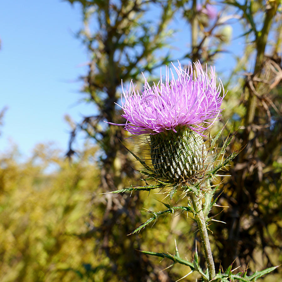 Flower of Scotland - Thistle II Photograph by Richard Reeve