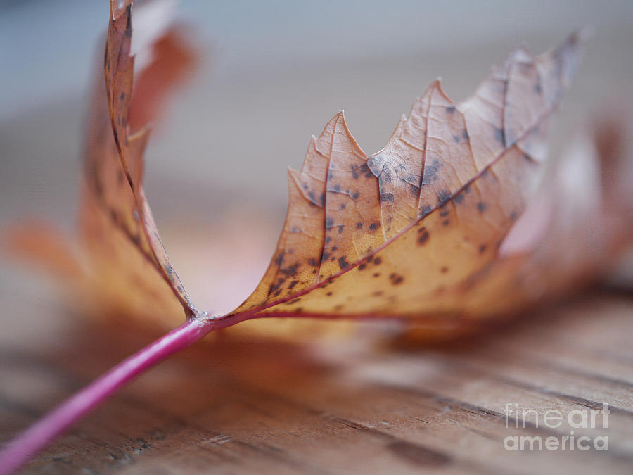 Maple Tree Leaf Photograph - Flower of the Fall by Irina Wardas