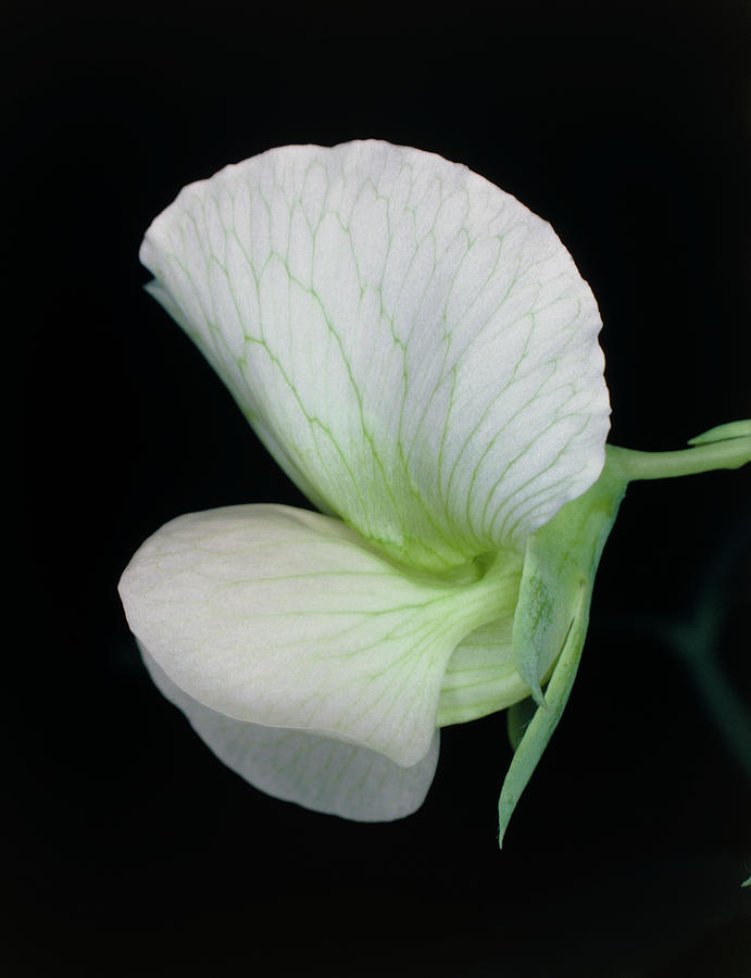 Flower Of The Garden Pea Photograph by Dr Jeremy Burgess/science Photo Library.