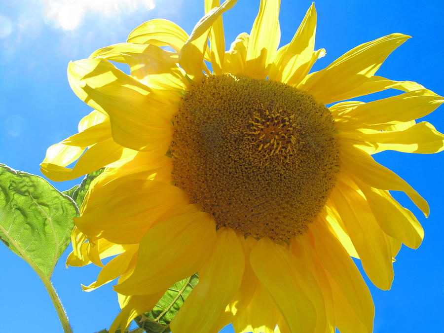 Flower Of The Sun Photograph by Derek Dean