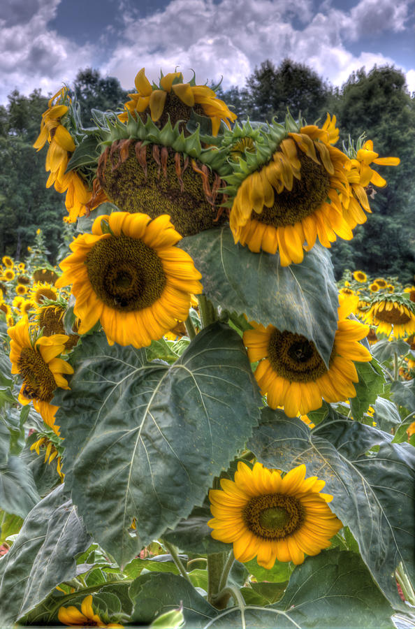 Sunflower Photograph - Flower of the Sun by Gerald Adams