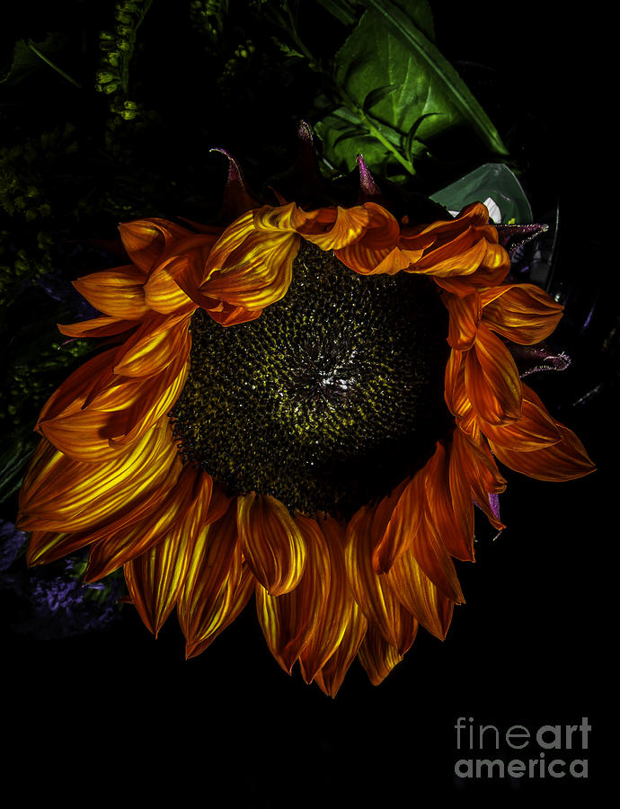 Flower Of The Sun Photograph by Mitch Shindelbower
