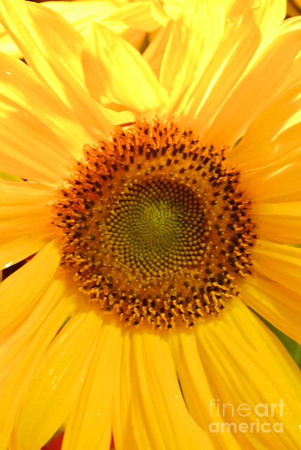 Flower of the Sun Photograph by Sharron Cuthbertson