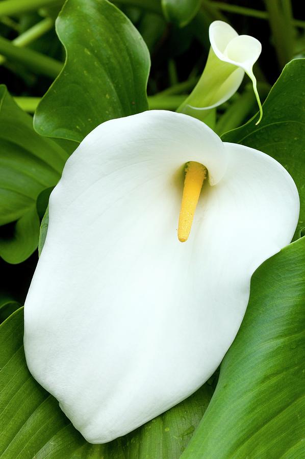 Flower Of Zantedeschia Aethiopica Photograph by Dr Jeremy Burgess - Pixels