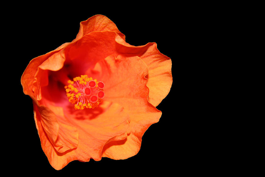 Flower On Fire Photograph by Cora Wandel