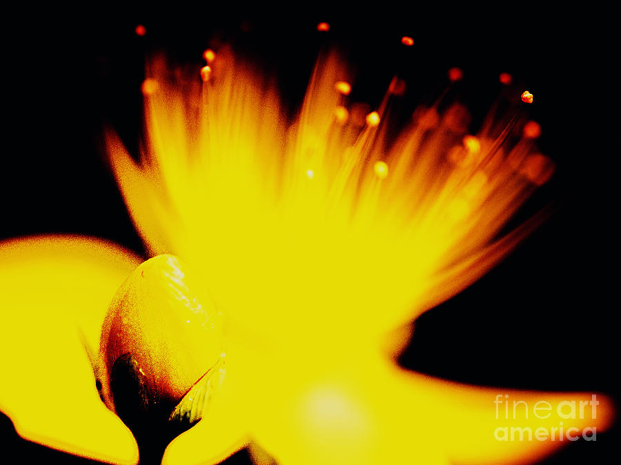 Flower on fire Photograph by Nick  Biemans
