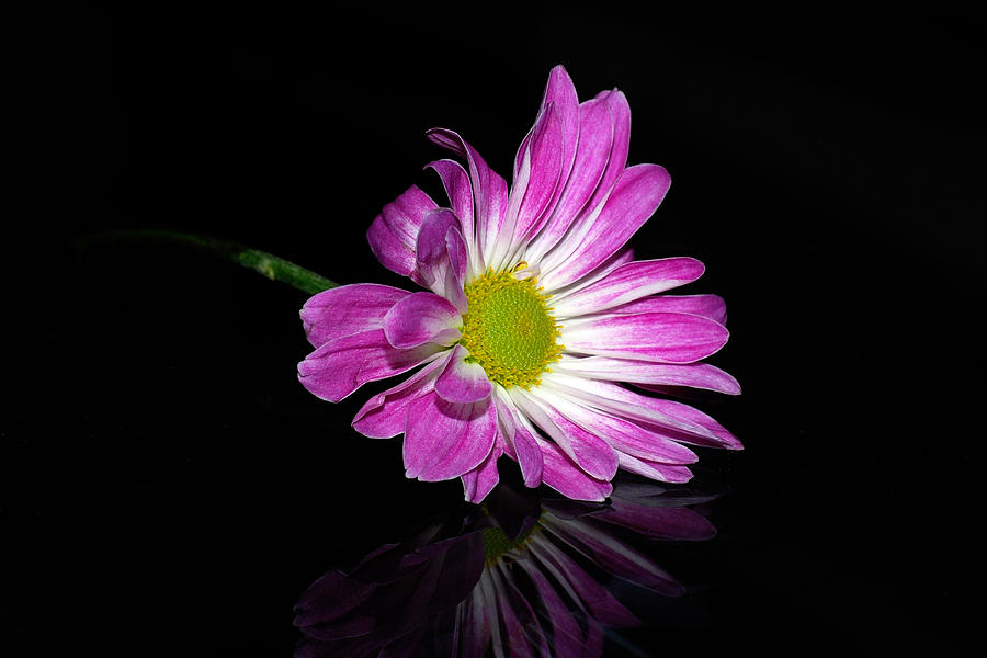 Flower Photograph - Flower on Glass by Larah McElroy