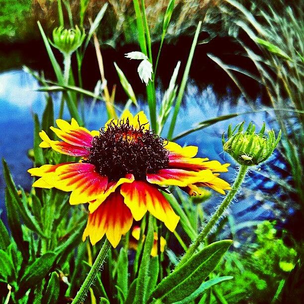 Flower On The Bayou Photograph by Kristal Cooper