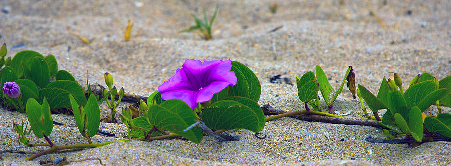 Flower on the Sand Photograph by Dorothy Cunningham