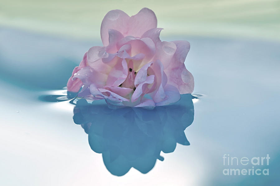 Flower on Water Photograph by Kaye Menner