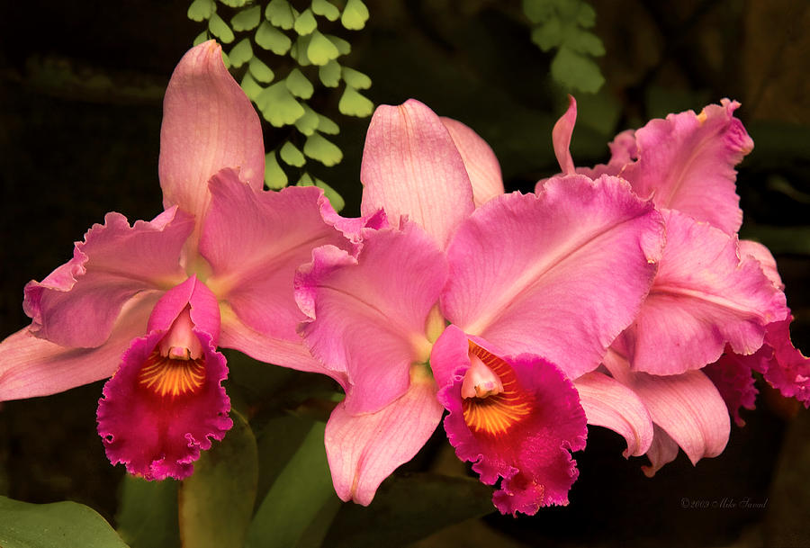 Flower - Orchid -  Cattleya - Magenta Splendor Photograph by Mike Savad