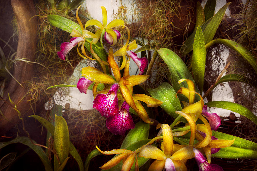 Flower Photograph - Flower - Orchid - Cattleya - Theres something about orchids  by Mike Savad