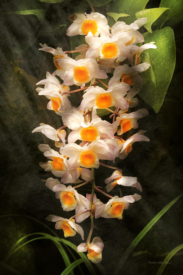 Flower - Orchid - Dendrobium Orchid Photograph by Mike Savad