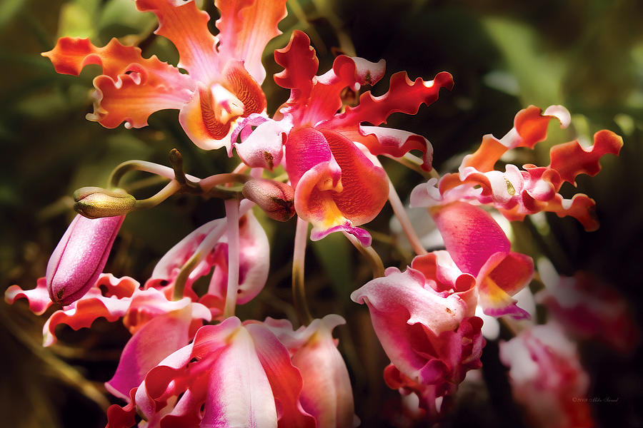 Flower - Orchid - Oncidium Orchid - Eye Candy Photograph by Mike Savad