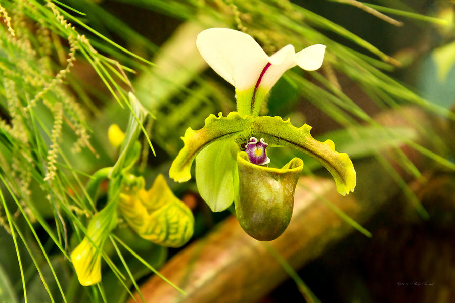 Orchid Photograph - Flower - Orchid - Paphiopedilum insigne by Mike Savad