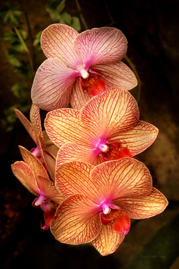 Flower - Orchid - Phalaenopsis - A set of beauties Photograph by Mike Savad