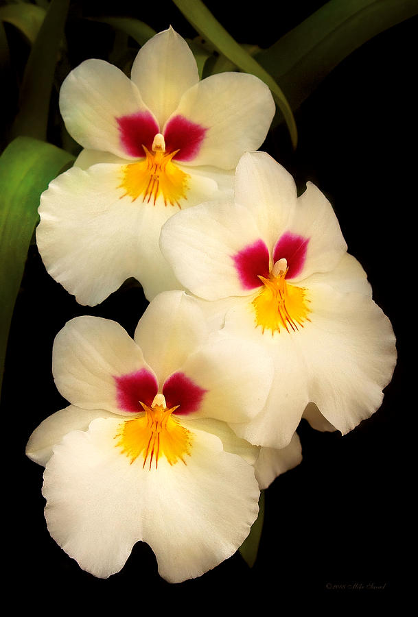 Orchid Photograph - Flower - Orchid - The Three Amigos  by Mike Savad
