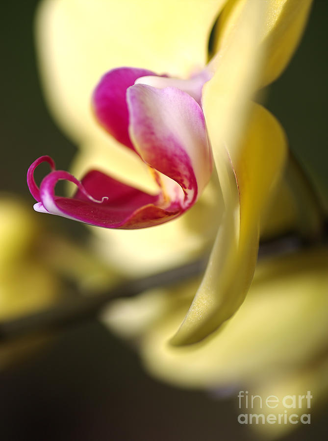 Flower Orchid Yellow Photograph by Joy Watson