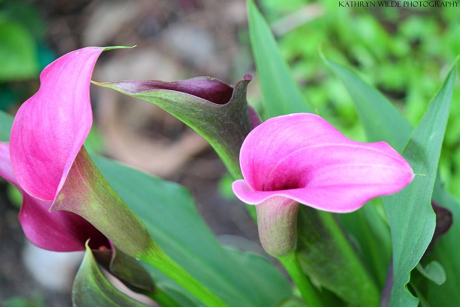 Spring Photograph - Calla Lily by Kathryn Wilde
