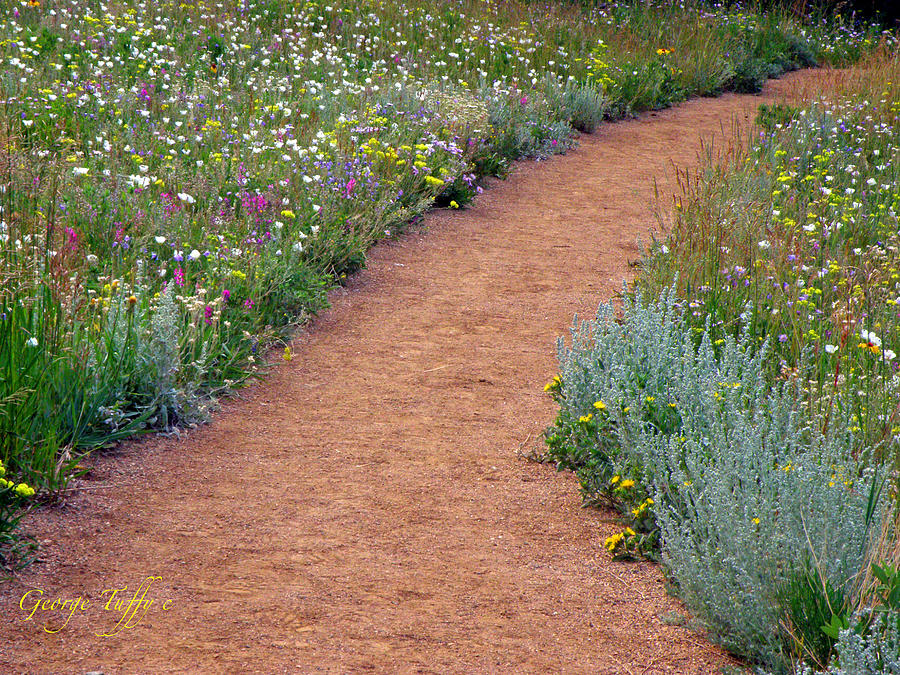 Flower path Photograph by George Tuffy