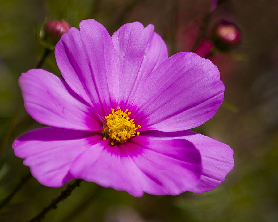 Pedals of a flower discount