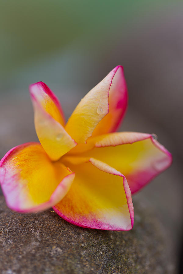 Flower Petals - Bali Photograph by Matthew Onheiber