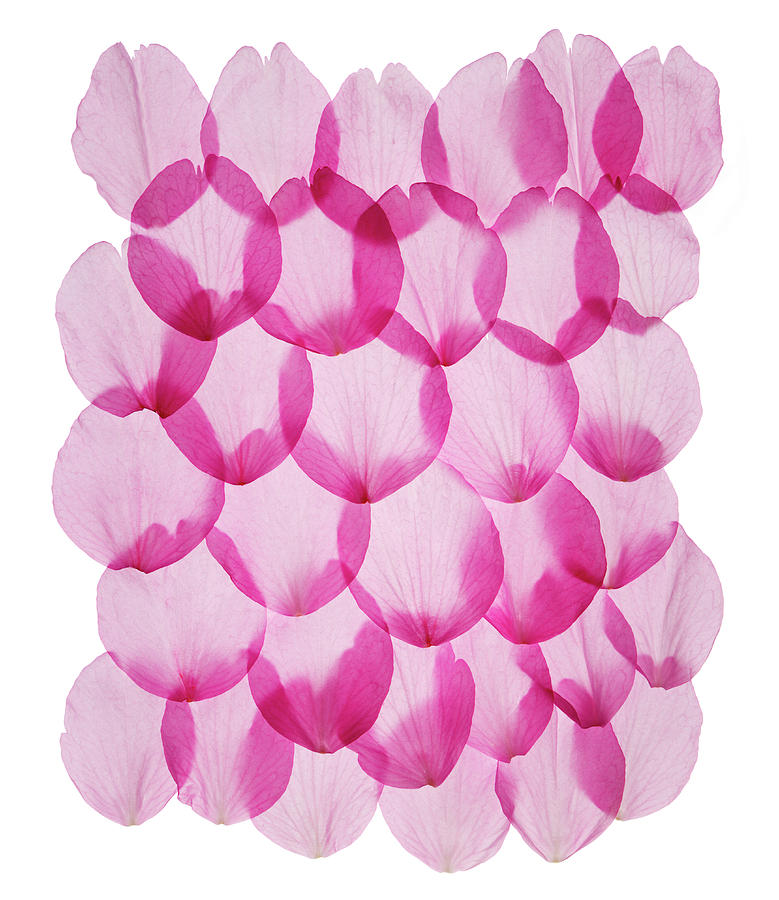 Flower Petals Photograph by Gustoimages/science Photo Library