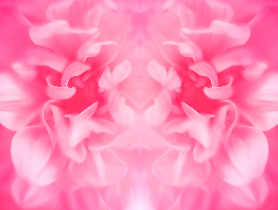 Flower Petals Photograph by Science Photo Library