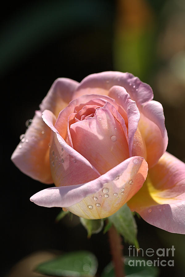 Nature Photograph - Flower-pink And Yellow Rose-bud by Joy Watson