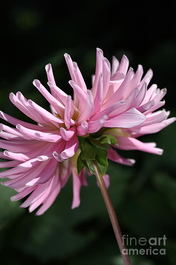 Flower-pink Dahlia-bloom Photograph by Joy Watson