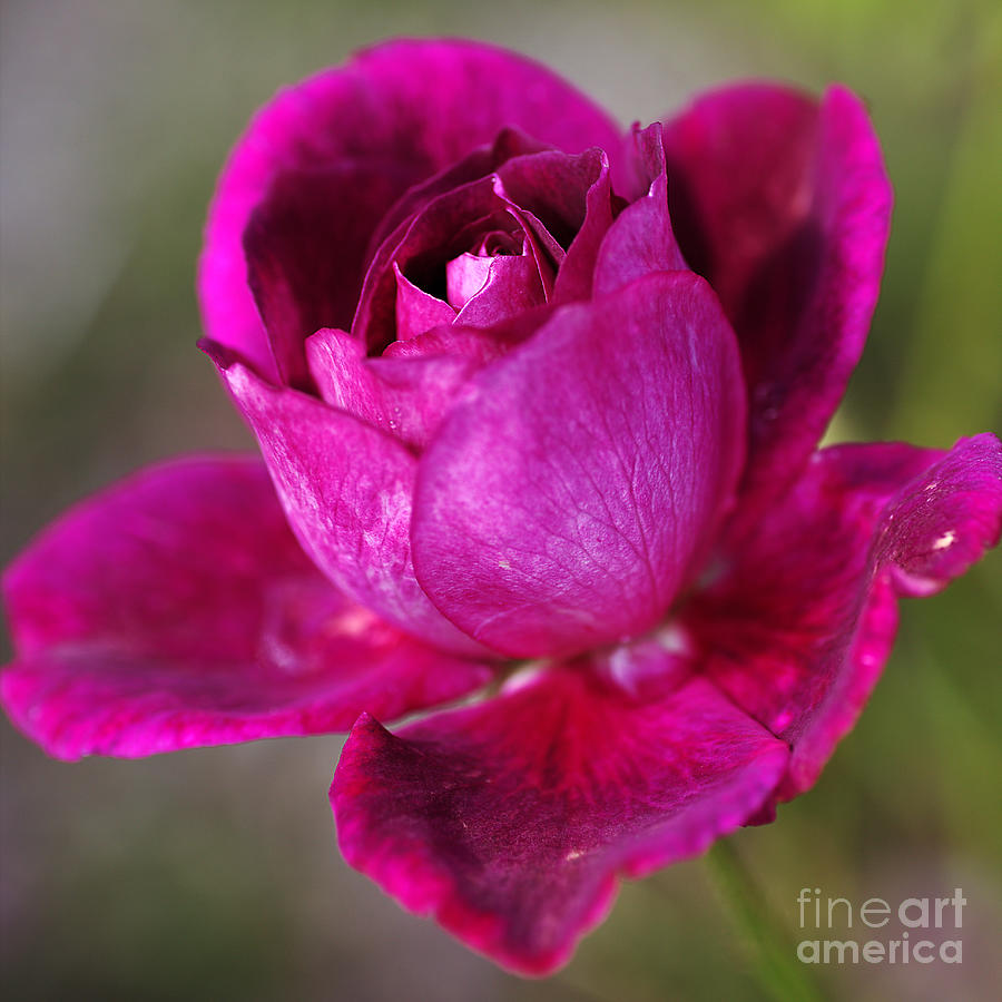 Flower-pink-purple-rose Photograph by Joy Watson