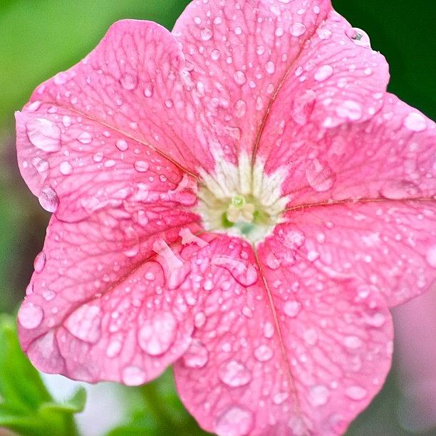 Phoenix Photograph - #flower #pink #rain #waterdrops #water by Riley Spiller