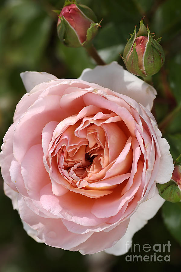 Flower-pink-rose-bloom Photograph by Joy Watson