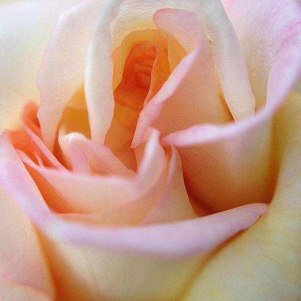 Summer Photograph - #flower #pink #rose #gardening #plant by Casey  Moretz 