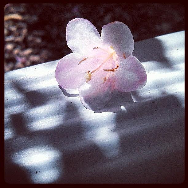 Flowers Still Life Photograph - #flower #pink #sunny #weigela by Larissa Holderness