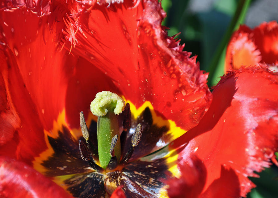 Flower Pistil in Fort Defiance Park Photograph by Bruce Gourley