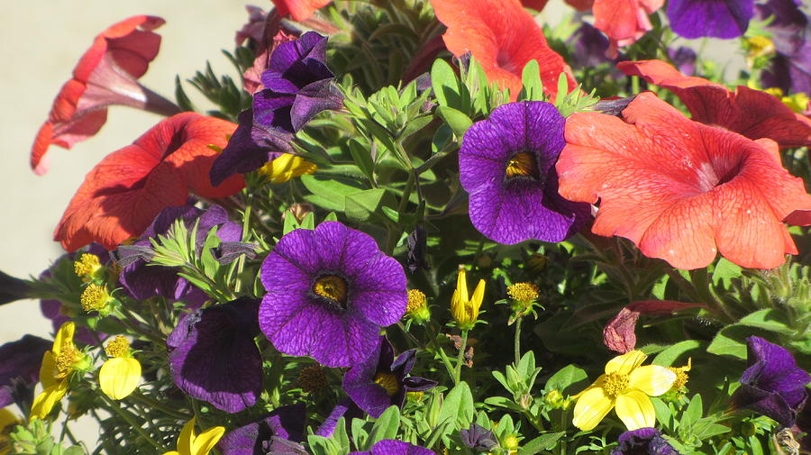 Flower Pot Close Up Photograph by Anita Burgermeister