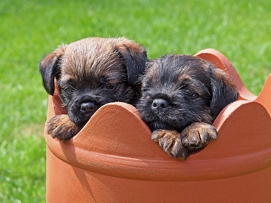 Flower Pot Puppies-Border Terriers Photograph by Gill Billington
