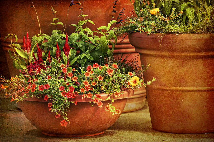Flower Pots Photograph by Nikolyn McDonald