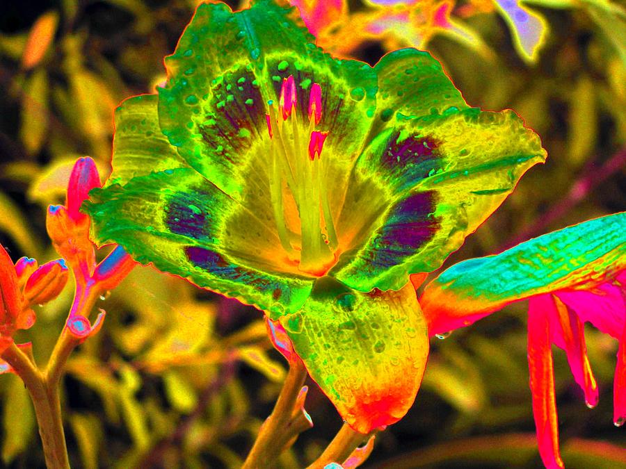 Flower Power 1155 Photograph by Pamela Critchlow
