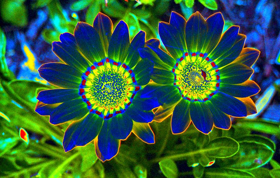 Flower Power 1446 Photograph by Pamela Critchlow