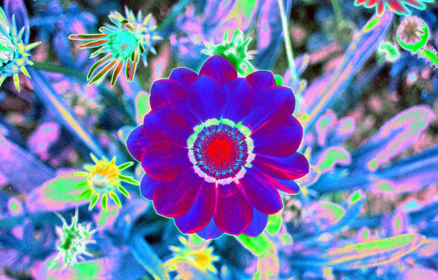 Flower Power 1458 Photograph by Pamela Critchlow