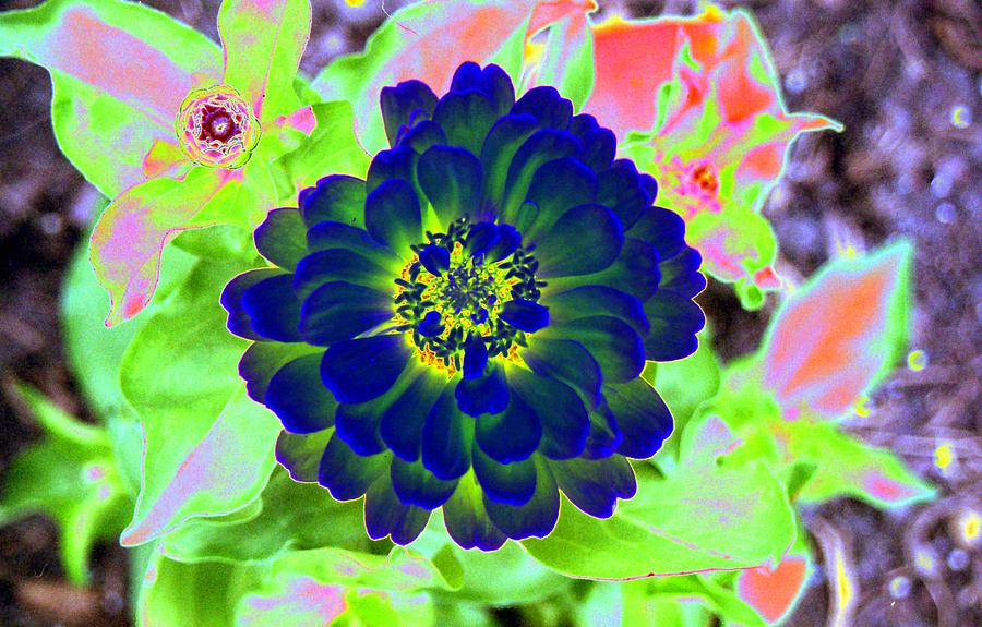 Flower Power 1460 Photograph by Pamela Critchlow