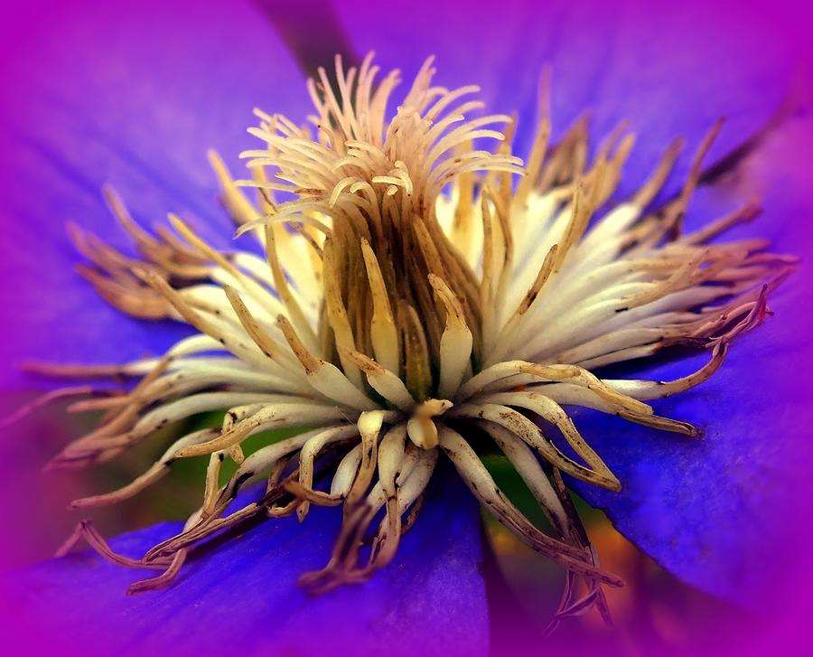 Clematis Photograph - Flower Power by Karen Wiles