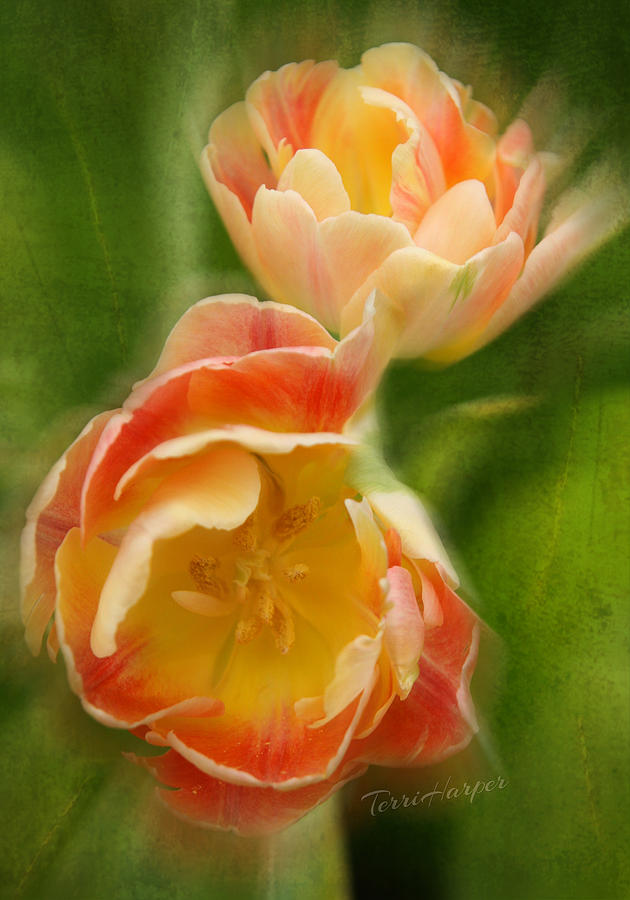 Tulip Photograph - Flower Power Revisited by Terri Harper