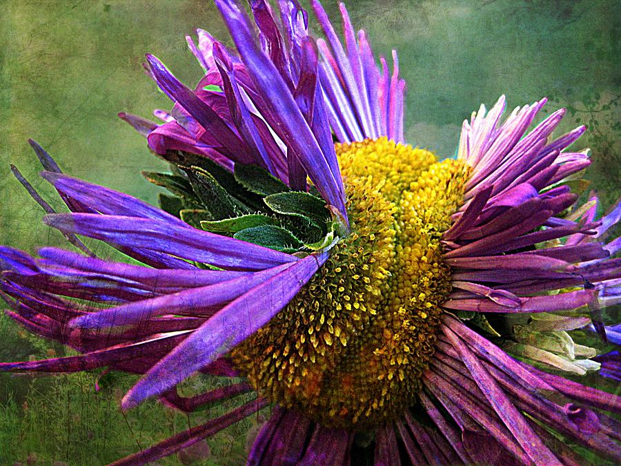 Flowers Still Life Photograph - Flower Power by Shirley Sirois